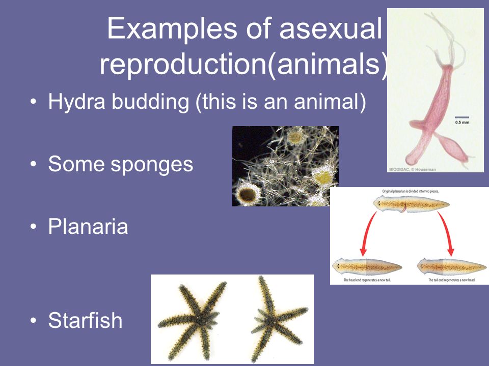 Asexual Reproduction Some organisms can create “offspring” without having  egg and sperm Bacteria – Binary Fission (no nucleus) Animals – Asexual  Reproduction. - ppt download