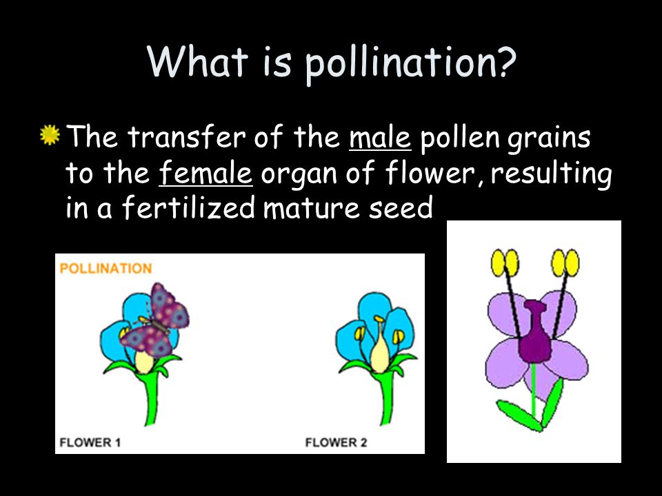 What is pollination.