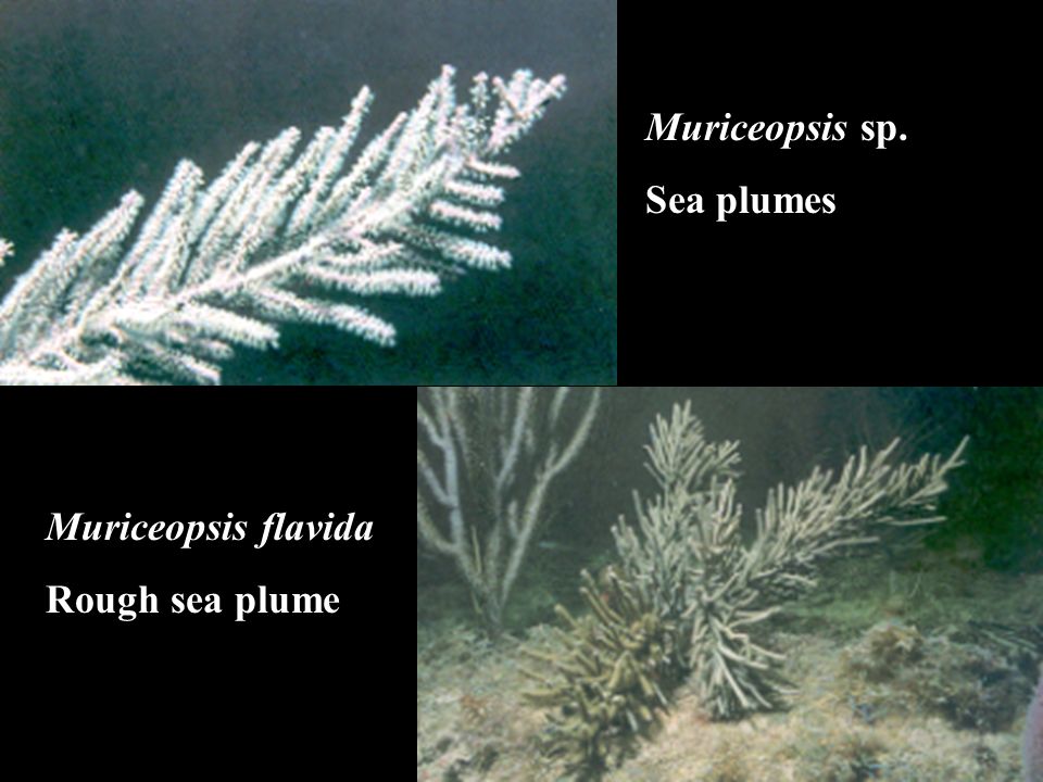 Muriceopsis sp. Sea plumes Muriceopsis flavida Rough sea plume