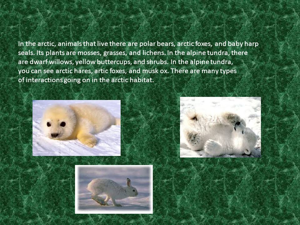 The name of our habitat is the Arctic and Alpine Tundra regions of the North  Pole. The arctic is a very cold, windy, and snow covered. It can be as. -  ppt