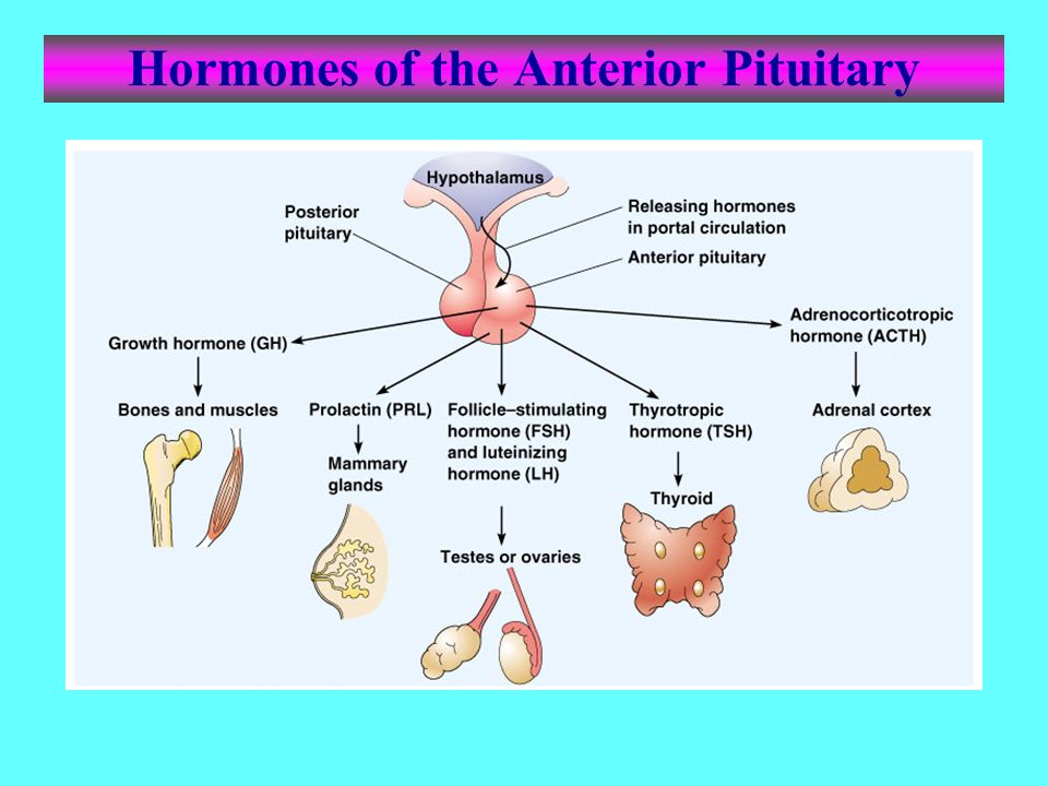 Что составляет основу репродуктивной системы. Hormones of anterior pituitary. Adenohypophysis Hormones. Urinary Endocrine.