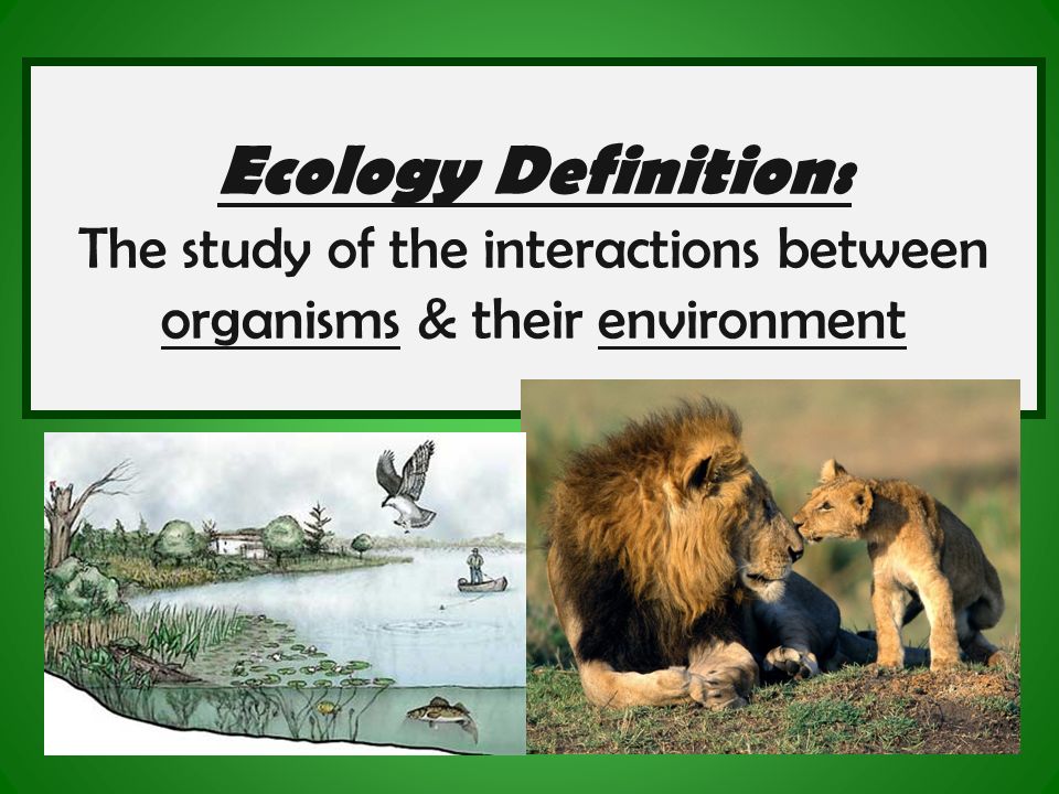 Ecology Definition: The study of the interactions between organisms & their environment