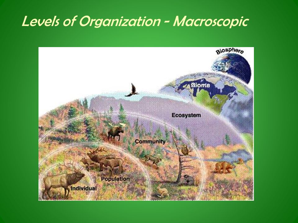 Levels of Organization - Macroscopic