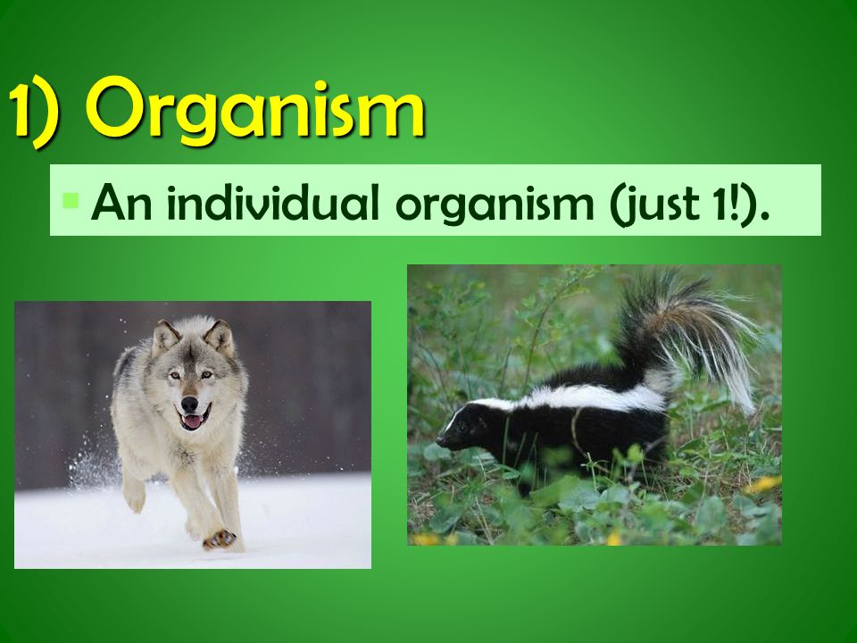1) Organism   An individual organism (just 1!).