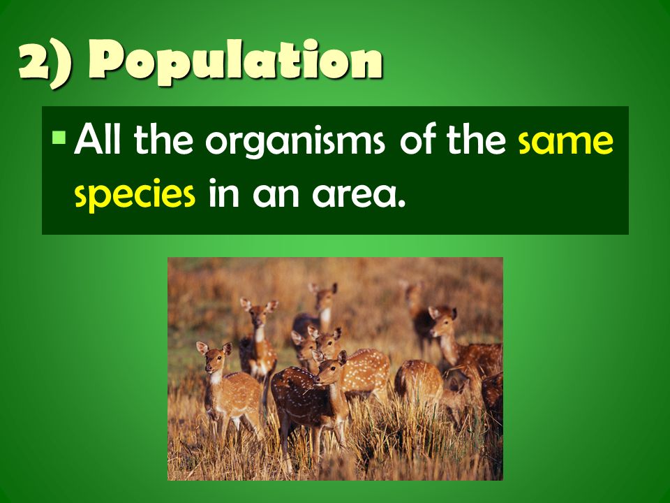 2) Population   All the organisms of the same species in an area.
