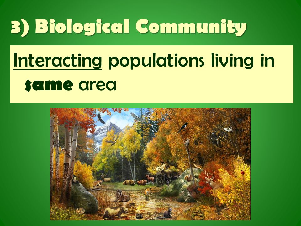 3) Biological Community Interacting populations living in same area