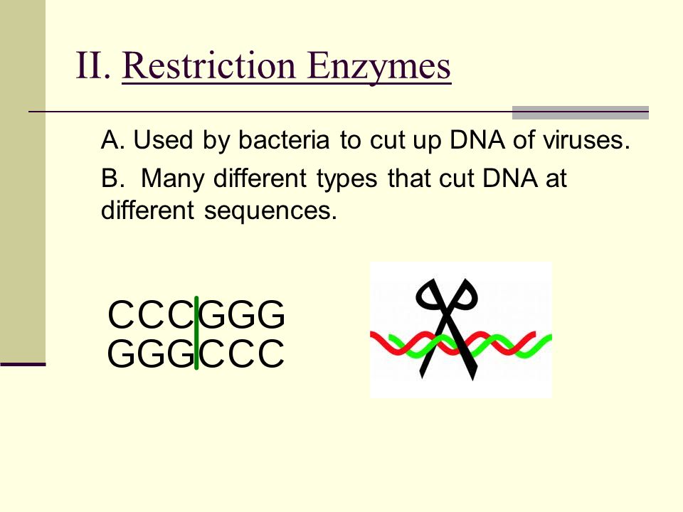 II. Restriction Enzymes A. Used by bacteria to cut up DNA of viruses.