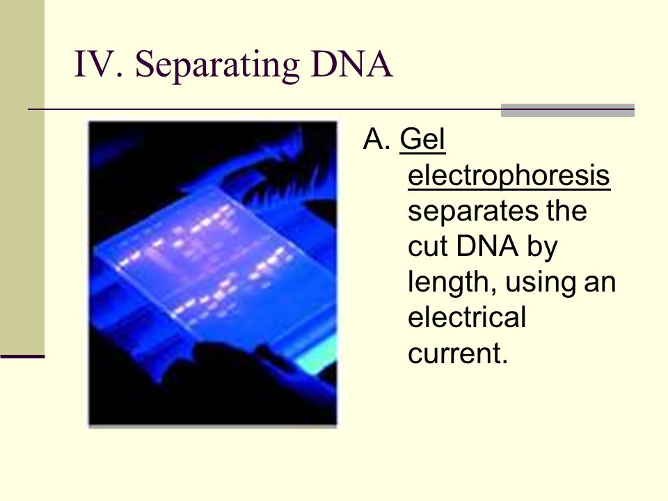 IV. Separating DNA A.