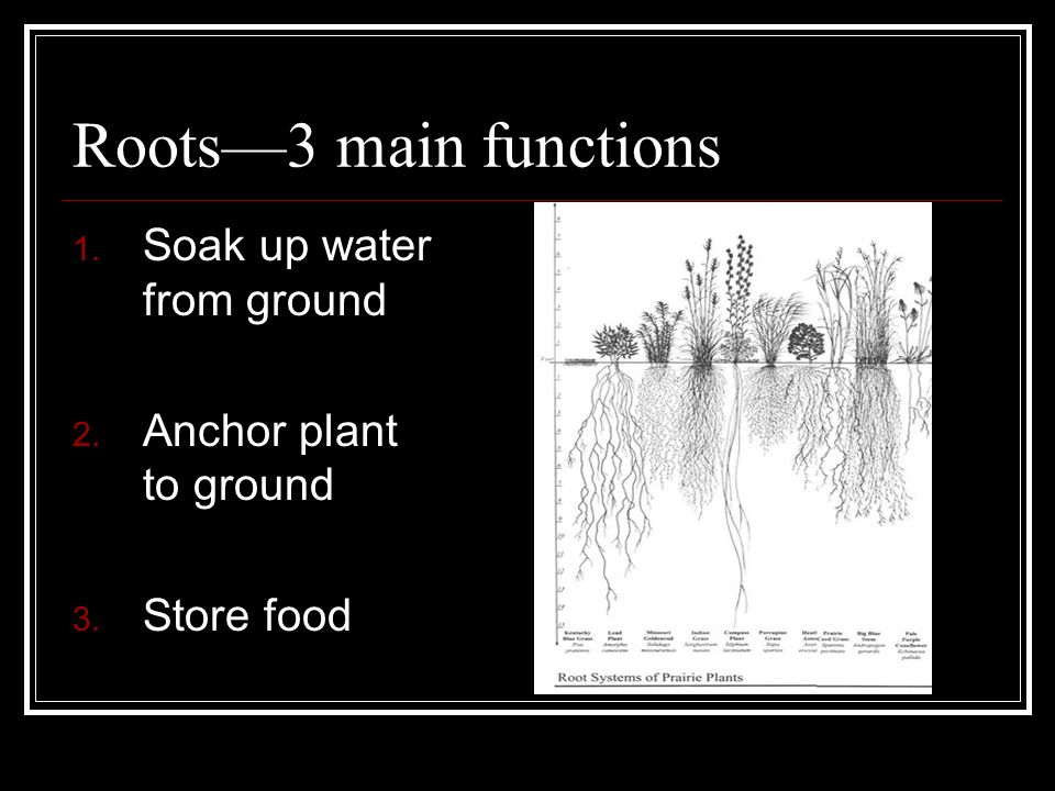 Roots—3 main functions 1. Soak up water from ground 2. Anchor plant to ground 3. Store food