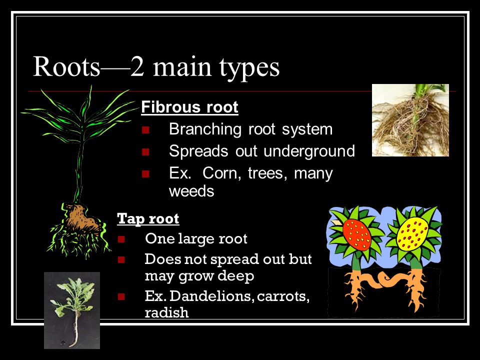 Roots—2 main types Fibrous root Branching root system Spreads out underground Ex.