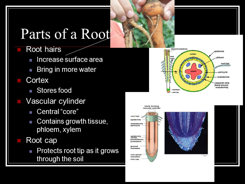 Parts of a Root Root hairs Increase surface area Bring in more water Cortex Stores food Vascular cylinder Central core Contains growth tissue, phloem, xylem Root cap Protects root tip as it grows through the soil