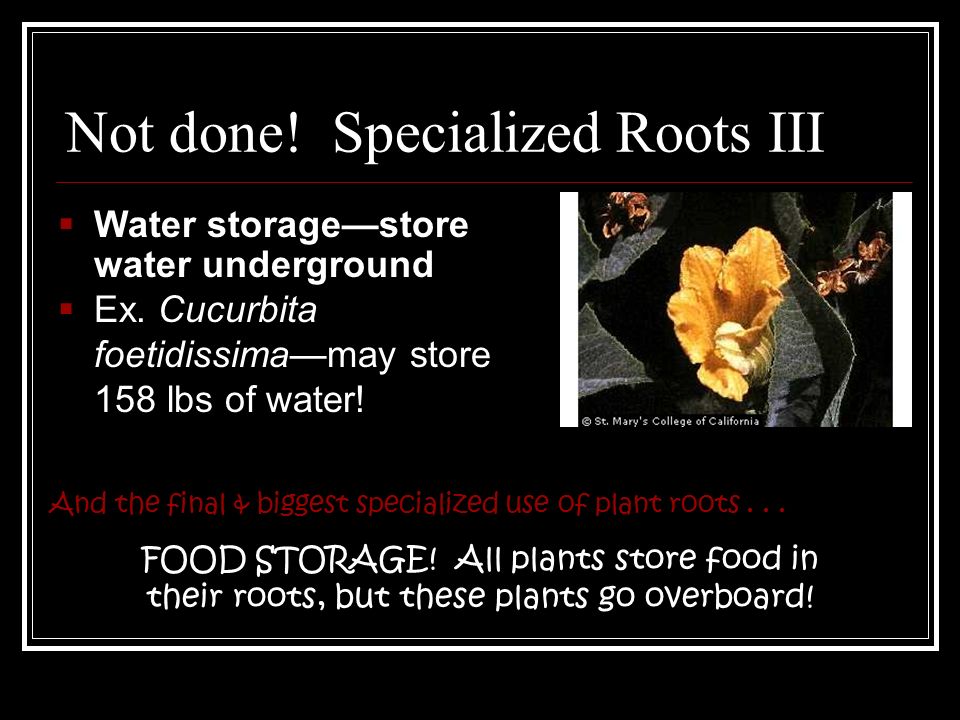 Not done. Specialized Roots III And the final & biggest specialized use of plant roots...