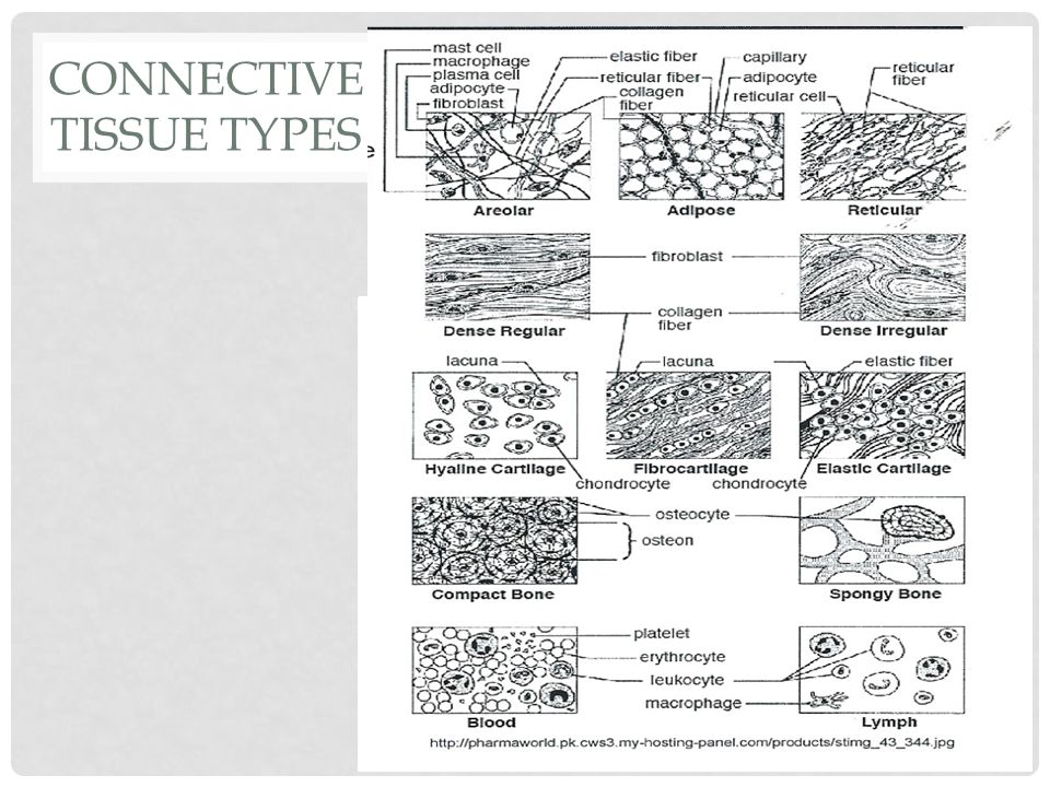 Connective Tissue Chart Answers