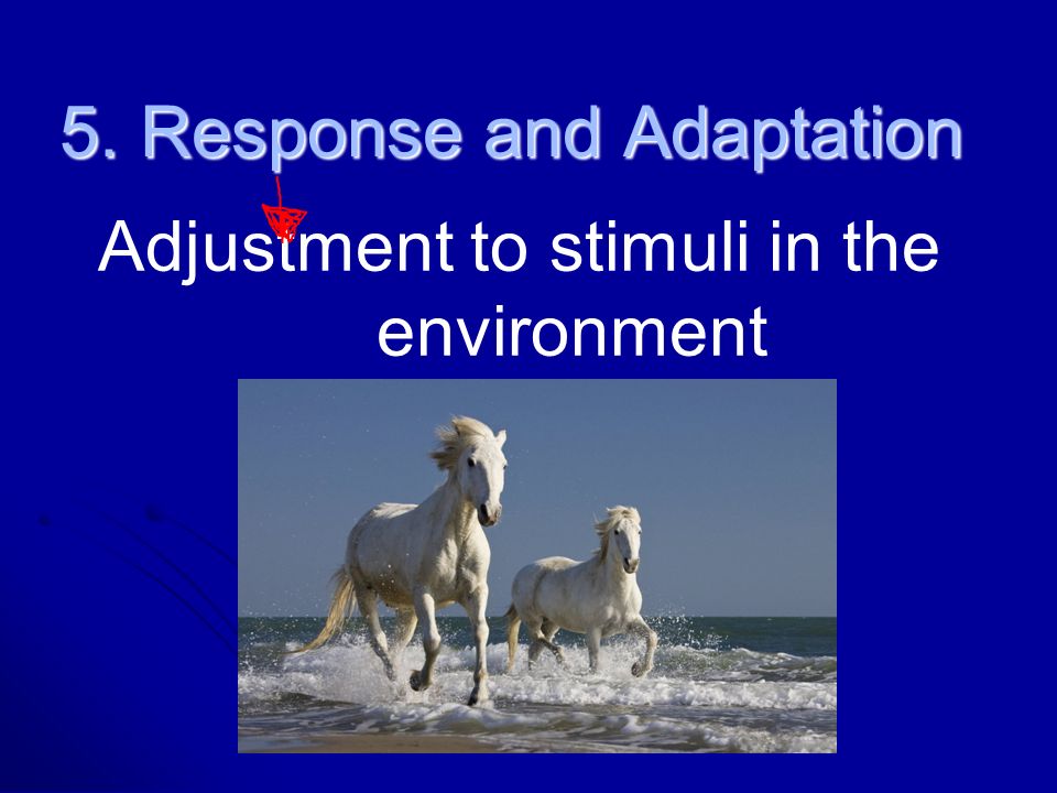 5. Response and Adaptation Adjustment to stimuli in the environment