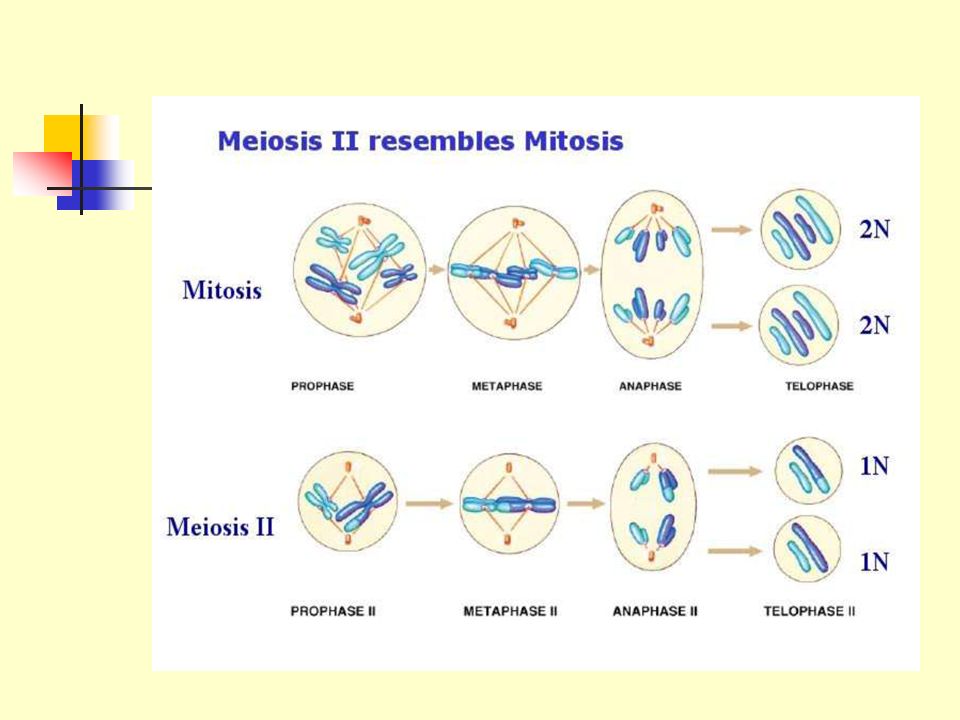 Presentation on theme: "Meiosis. 
