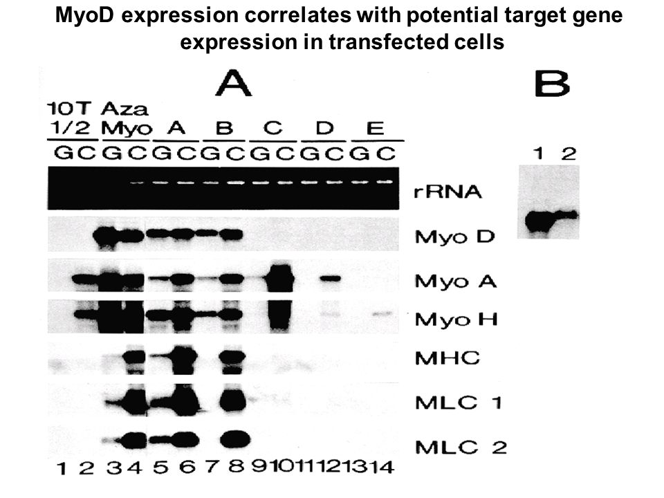 MyoD expression correlates with potential target gene expression in transfected cells