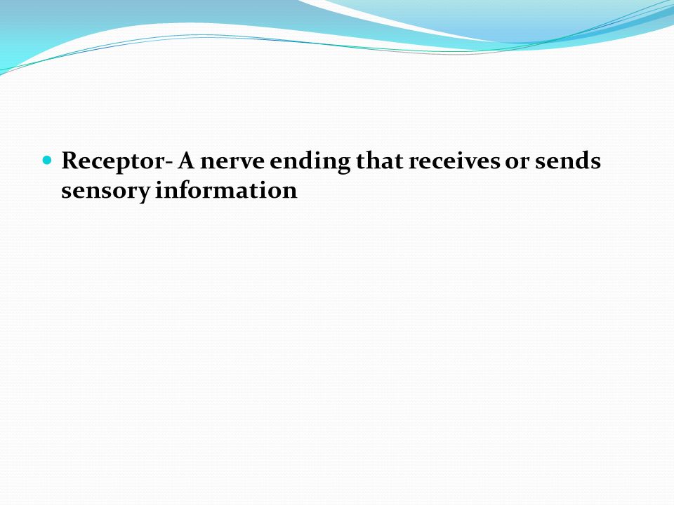 Receptor- A nerve ending that receives or sends sensory information