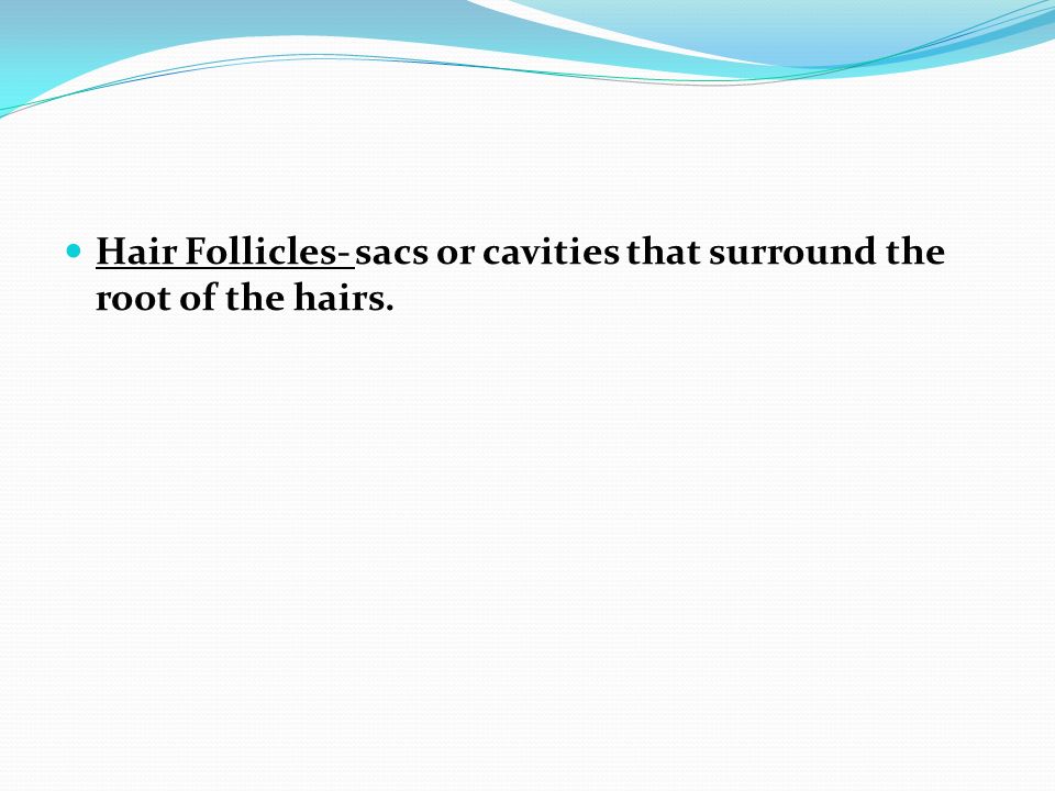 Hair Follicles- sacs or cavities that surround the root of the hairs.