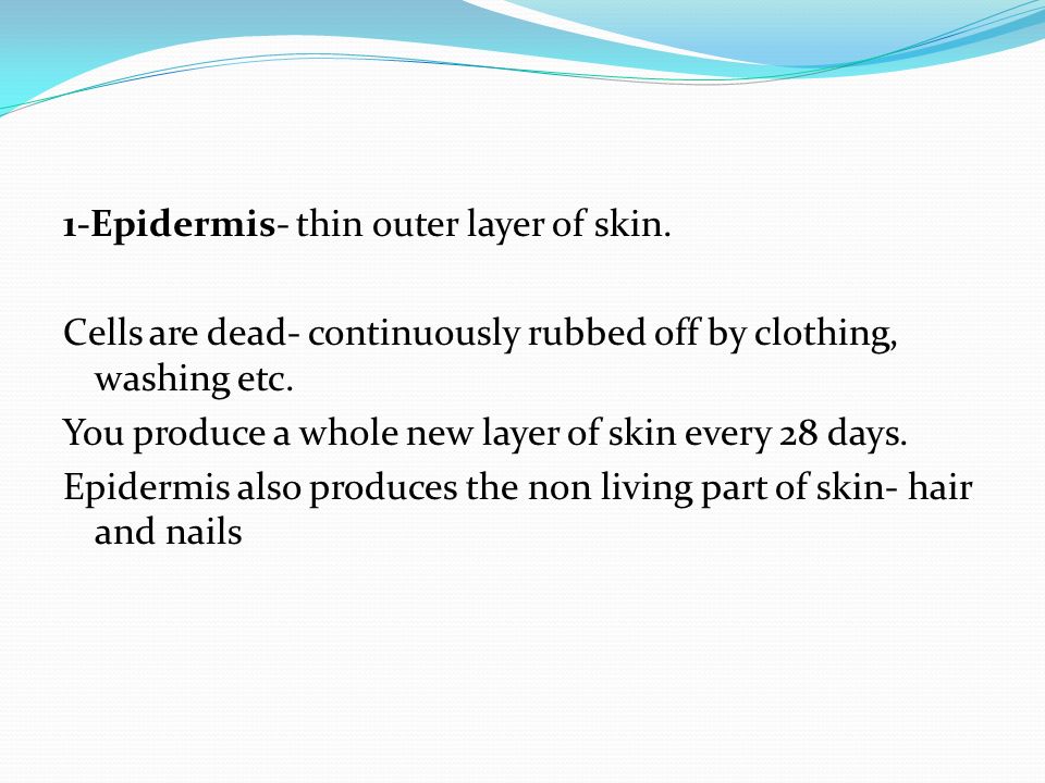 1-Epidermis- thin outer layer of skin.