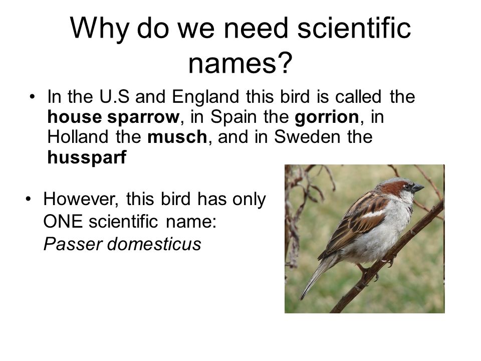 Why do we need scientific names.