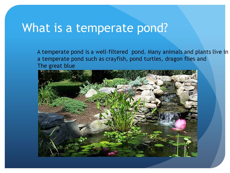 What is a temperate pond. A temperate pond is a well-filtered pond.