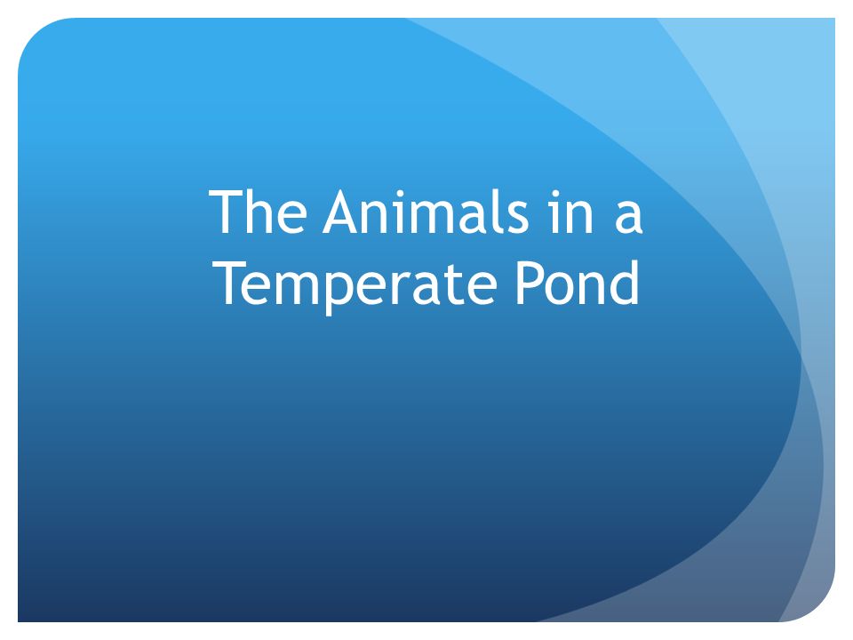 The Animals in a Temperate Pond