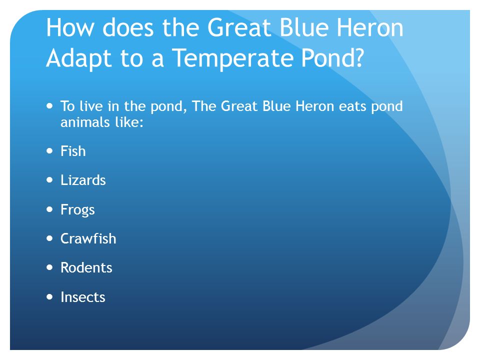 How does the Great Blue Heron Adapt to a Temperate Pond.