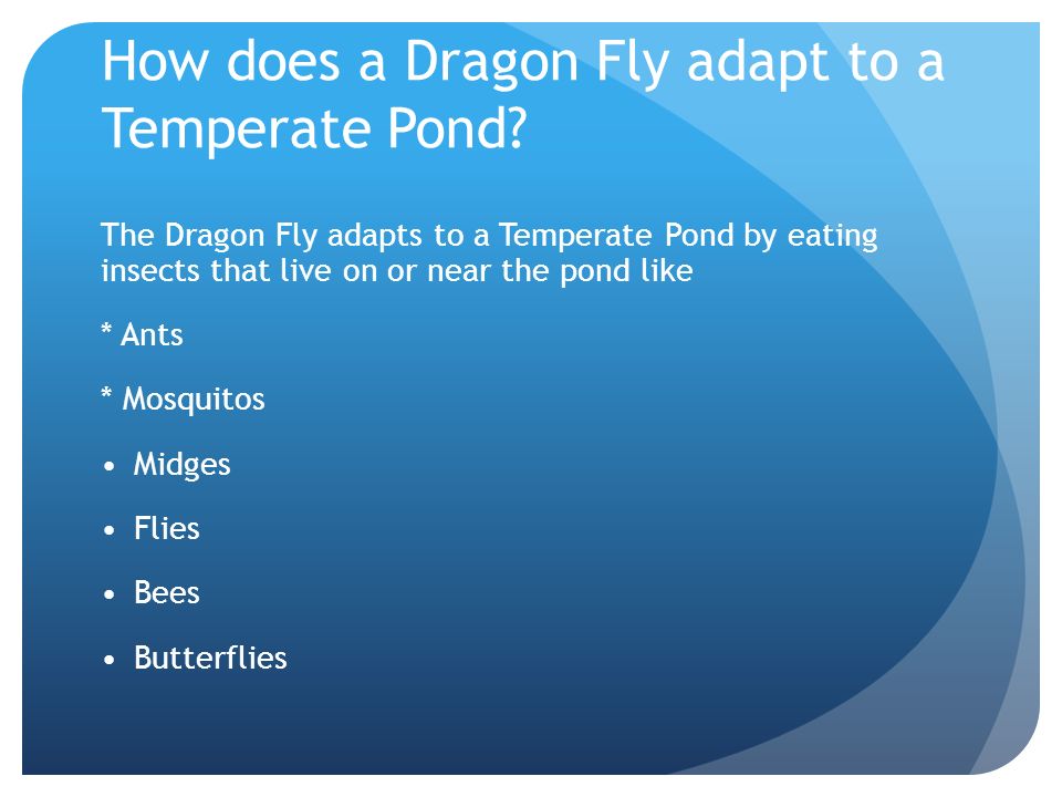 How does a Dragon Fly adapt to a Temperate Pond.