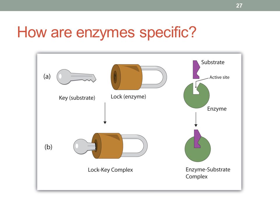 How are enzymes specific 27