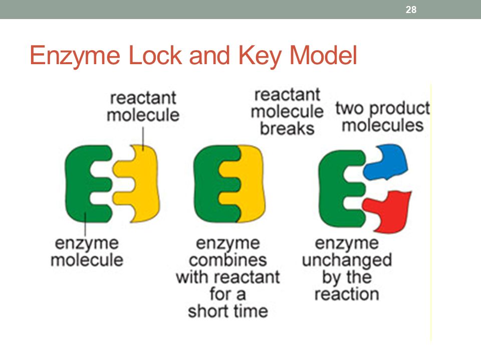 Enzyme Lock and Key Model 28