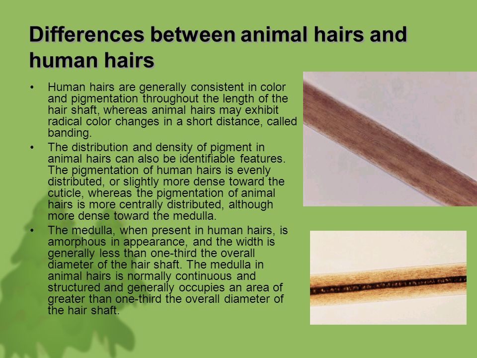 Hairs & Fibers. Morphology and Structure of Hair. - ppt download