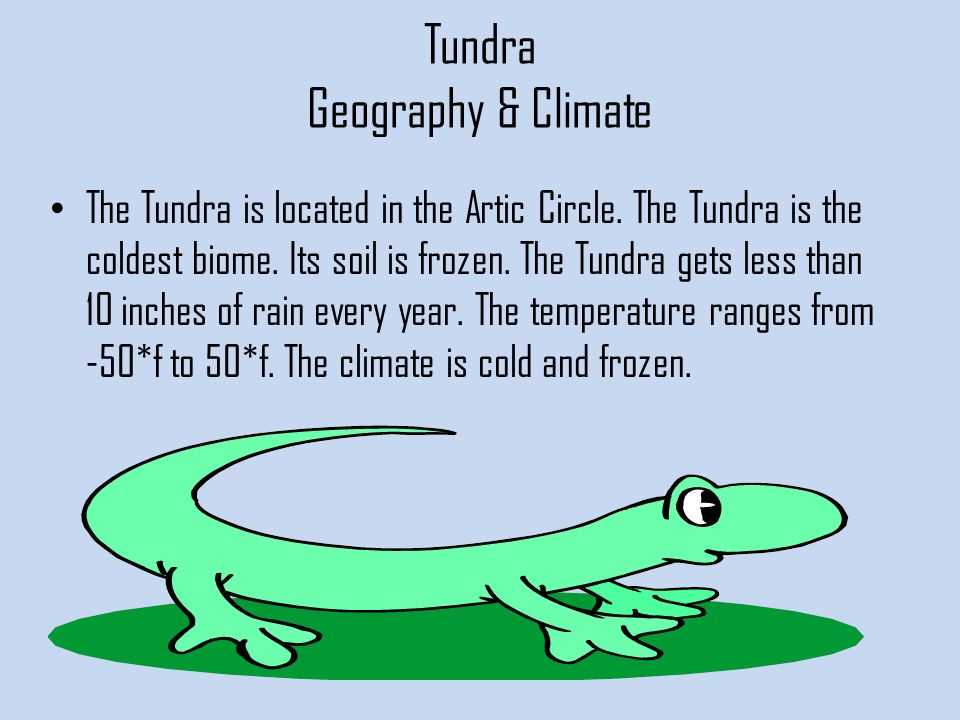 Tundra Geography & Climate The Tundra is located in the Artic Circle.
