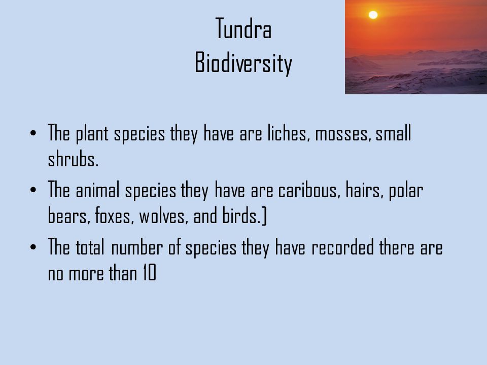 Tundra Biodiversity The plant species they have are liches, mosses, small shrubs.