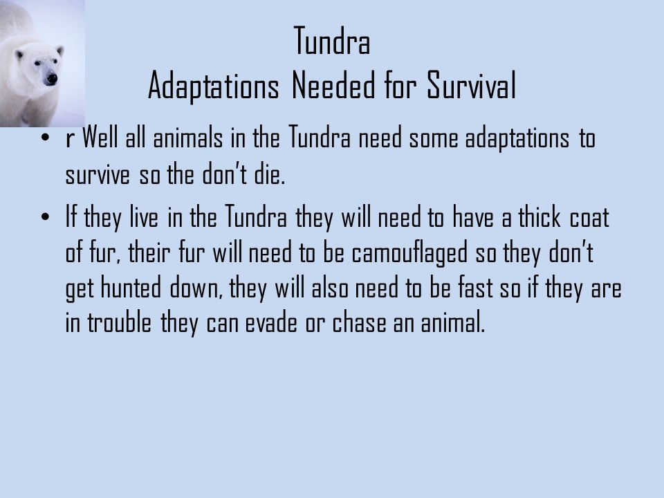 Tundra Adaptations Needed for Survival r Well all animals in the Tundra need some adaptations to survive so the don’t die.