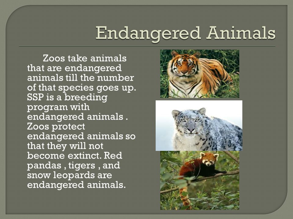 By Vijay Chelikani. Accredited zoo is a zoo that is open to the public and  have standards to be a accredited zoo. They do not care about the money as.  - ppt