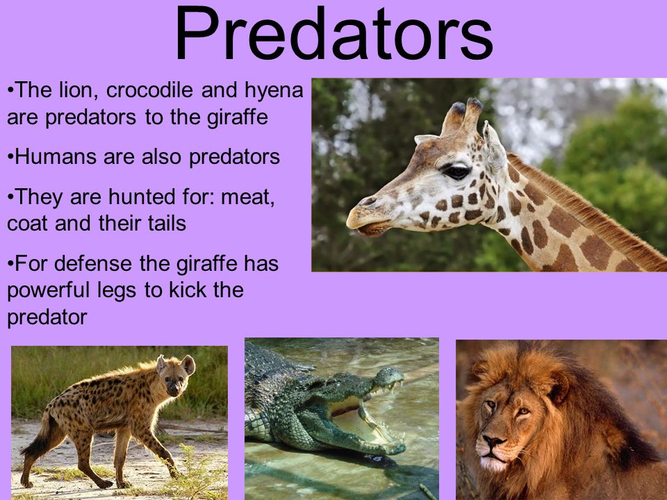 The Giraffe. What is Special about giraffes? Both male and female have  horns The giraffe has the longest tail of any land mammal. They can be 8  feet long. - ppt download