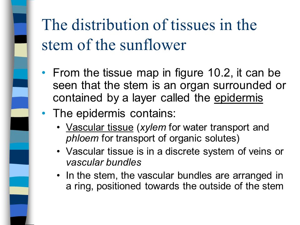 From the tissue map in figure 10.2, it can be seen that the stem is an organ surrounded or contained by a layer called the epidermis The epidermis contains: Vascular tissue (xylem for water transport and phloem for transport of organic solutes) Vascular tissue is in a discrete system of veins or vascular bundles In the stem, the vascular bundles are arranged in a ring, positioned towards the outside of the stem