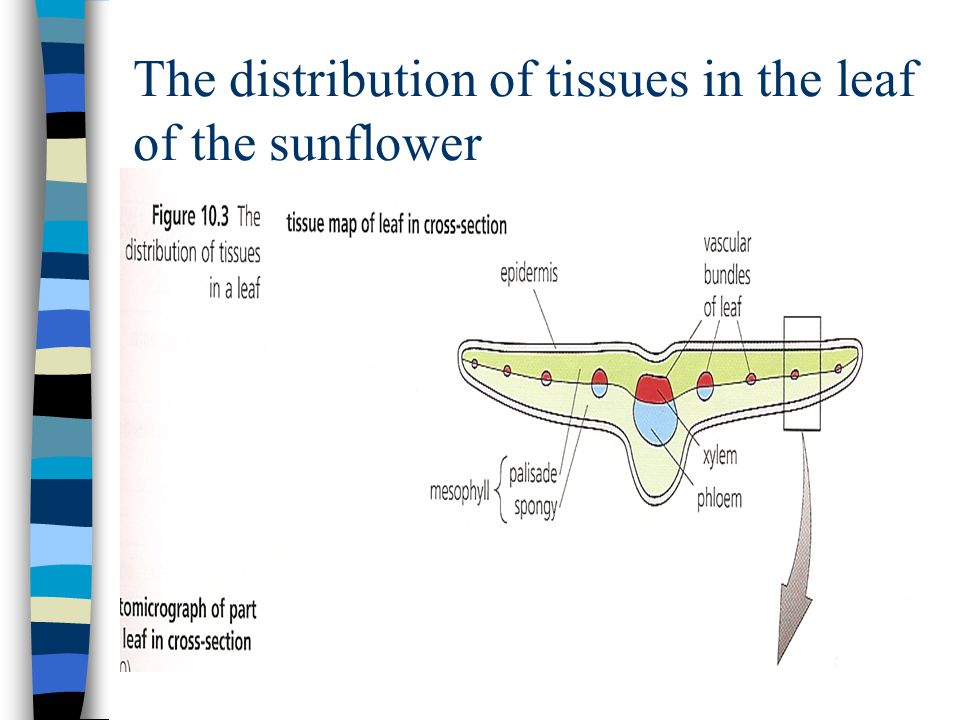 The distribution of tissues in the leaf of the sunflower