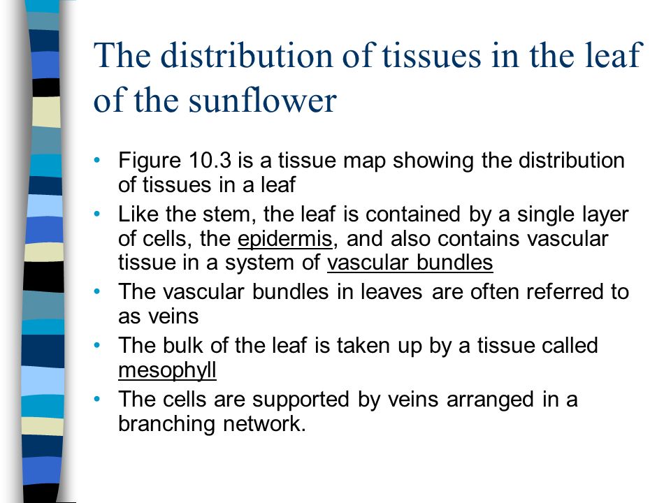 Figure 10.3 is a tissue map showing the distribution of tissues in a leaf Like the stem, the leaf is contained by a single layer of cells, the epidermis, and also contains vascular tissue in a system of vascular bundles The vascular bundles in leaves are often referred to as veins The bulk of the leaf is taken up by a tissue called mesophyll The cells are supported by veins arranged in a branching network.