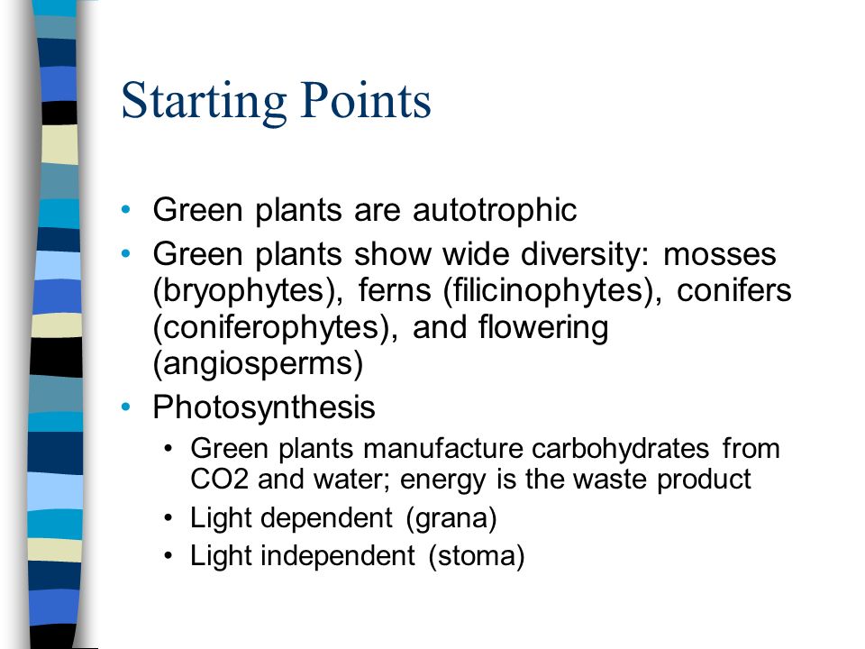 Starting Points Green plants are autotrophic Green plants show wide diversity: mosses (bryophytes), ferns (filicinophytes), conifers (coniferophytes), and flowering (angiosperms) Photosynthesis Green plants manufacture carbohydrates from CO2 and water; energy is the waste product Light dependent (grana) Light independent (stoma)