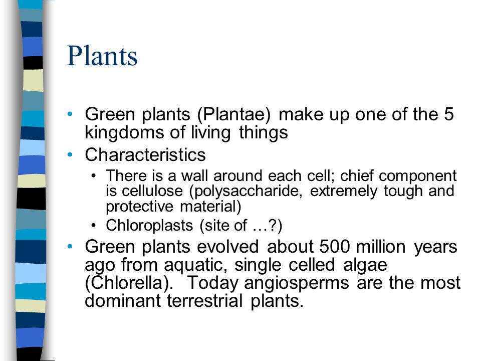 Plants Green plants (Plantae) make up one of the 5 kingdoms of living things Characteristics There is a wall around each cell; chief component is cellulose (polysaccharide, extremely tough and protective material) Chloroplasts (site of … ) Green plants evolved about 500 million years ago from aquatic, single celled algae (Chlorella).