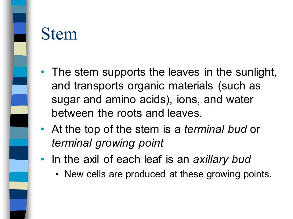 Stem The stem supports the leaves in the sunlight, and transports organic materials (such as sugar and amino acids), ions, and water between the roots and leaves.