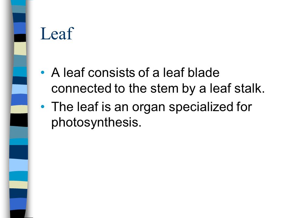 Leaf A leaf consists of a leaf blade connected to the stem by a leaf stalk.