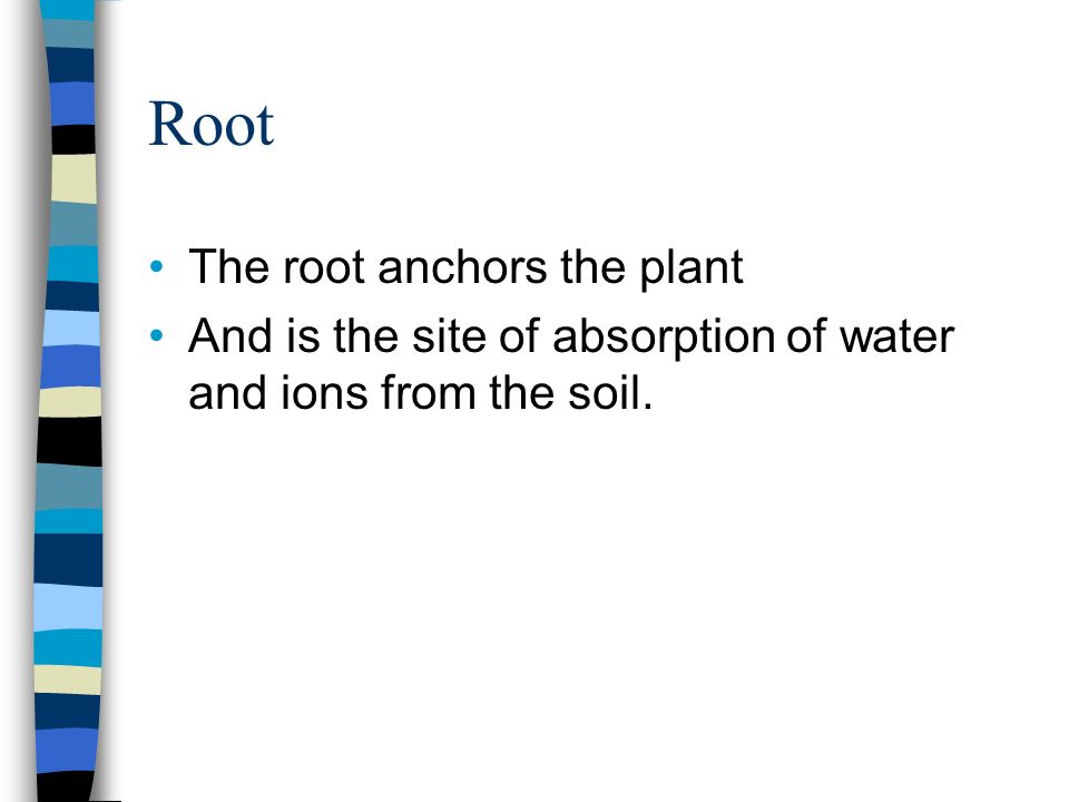 Root The root anchors the plant And is the site of absorption of water and ions from the soil.