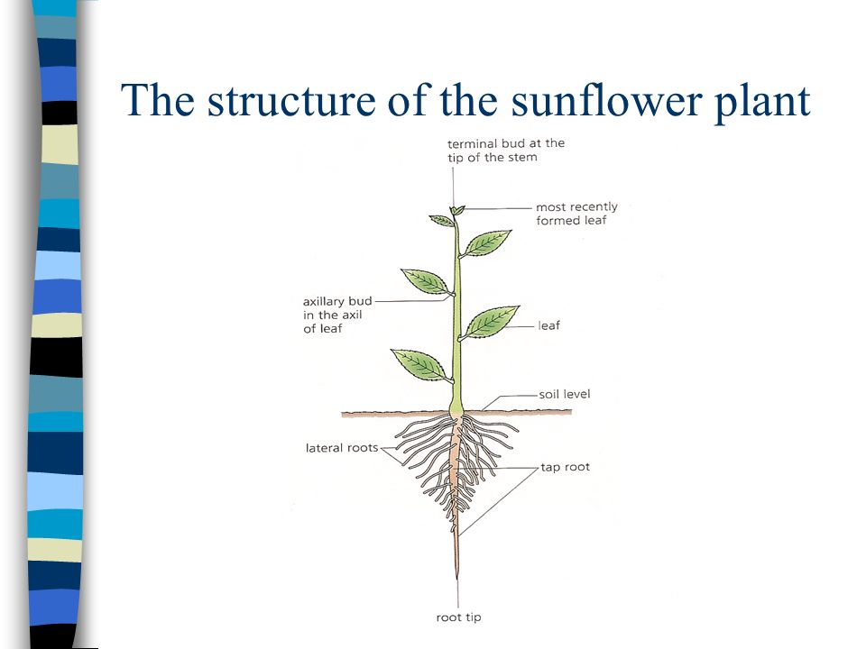 The structure of the sunflower plant