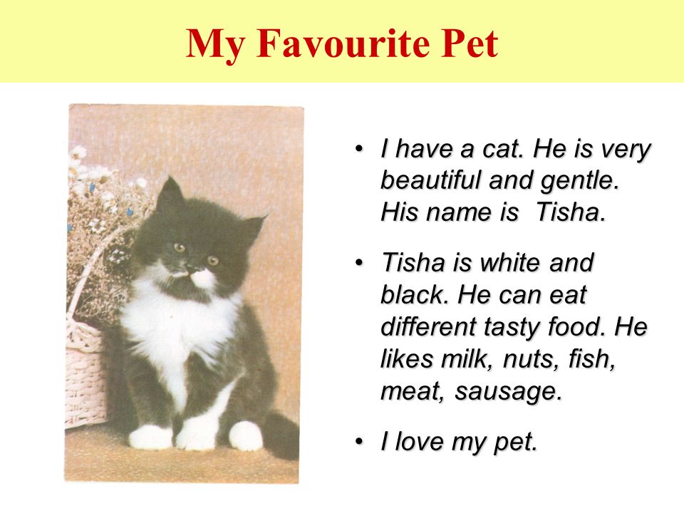 about my pet cat