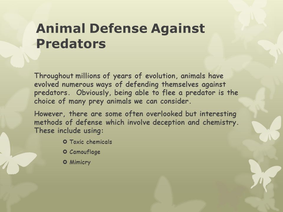 Animal Adaptations against Predators How animals have adapted to survive in  their environments. - ppt download