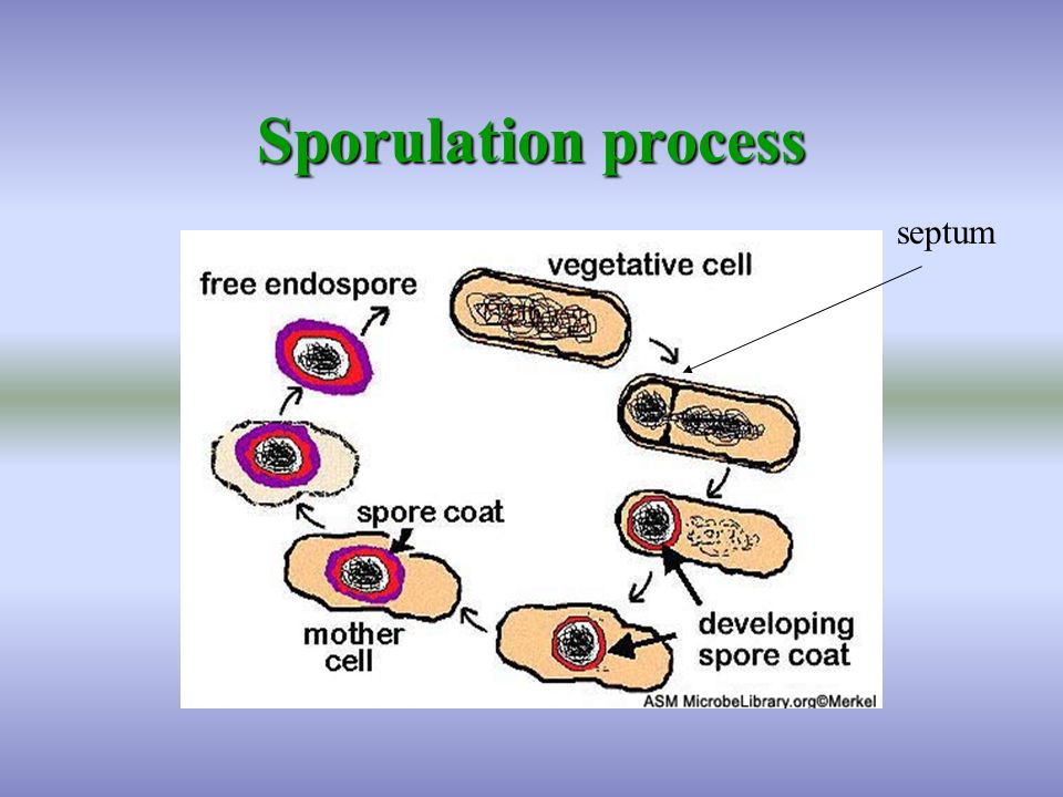 Sporulation process septum