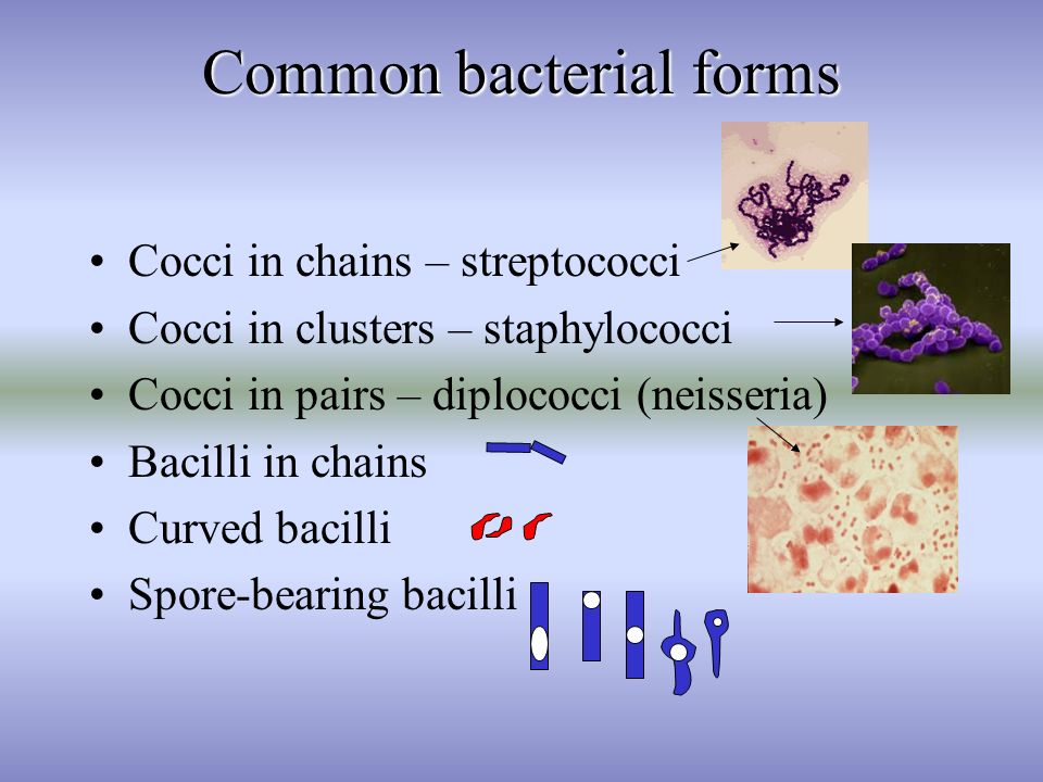 Common bacterial forms Cocci in chains – streptococci Cocci in clusters – staphylococci Cocci in pairs – diplococci (neisseria) Bacilli in chains Curved bacilli Spore-bearing bacilli