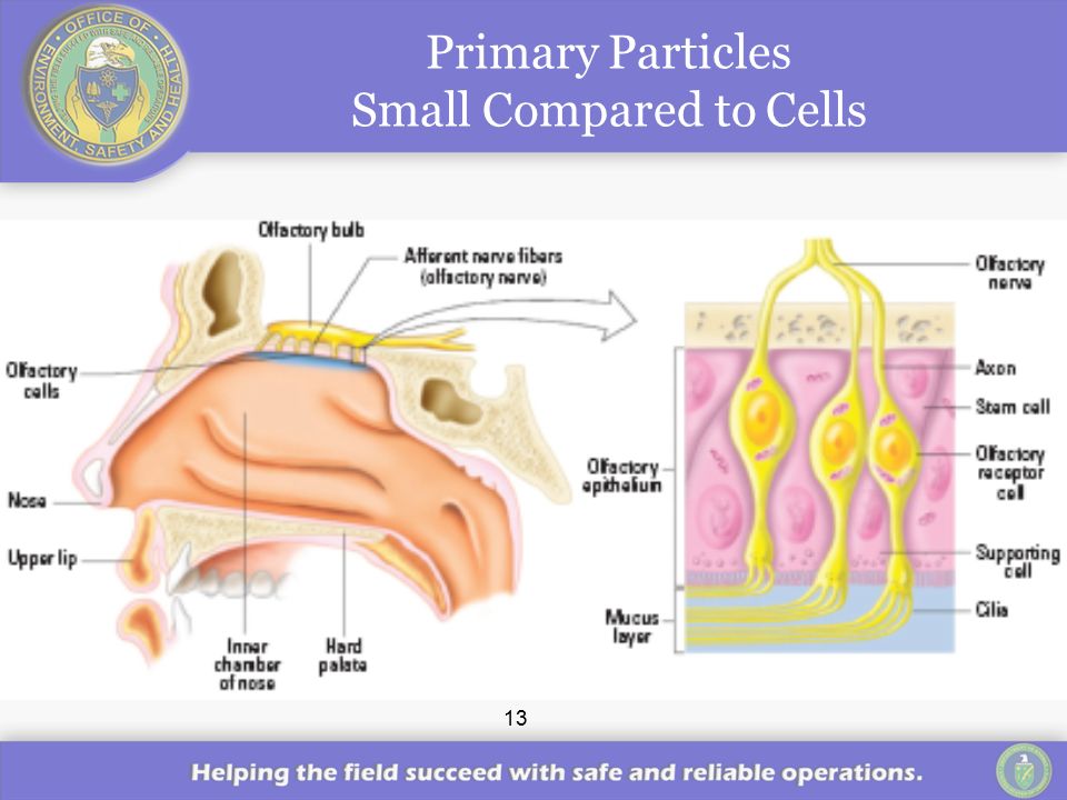13 Primary Particles Small Compared to Cells